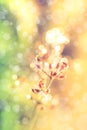 Closeup of poaceae with dew on blurred bokeh background. Outdoo