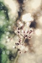 Closeup of poaceae with dew on blurred bokeh background. Outdoo