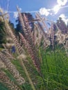 closeup poaceae grass flower