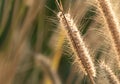 Close up Poaceae Grass Flower with Sunlight Isolated on Nature Background