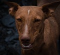 Closeup of a Podenco Canario in a field with a dark blurry background Royalty Free Stock Photo