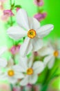 Closeup of Poet`s Daffodil Narcissus poeticus flower. White narcissus Narcissus poeticus bouquet in glass. PheasantÃ¢â¬â¢s eye, Fin