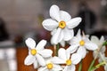 Closeup of Poet`s Daffodil Narcissus poeticus flower. White narcissus Narcissus poeticus bouquet in glass. PheasantÃ¢â¬â¢s eye, Fin