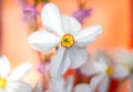 Closeup of Poet`s Daffodil Narcissus poeticus flower. White narcissus Narcissus poeticus bouquet in glass. PheasantÃ¢â¬â¢s eye, Fin