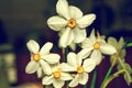 Closeup of Poet`s Daffodil Narcissus poeticus flower. White narcissus Narcissus poeticus bouquet in glass. PheasantÃ¢â¬â¢s eye, Fin Royalty Free Stock Photo