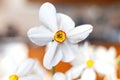 Closeup of Poet`s Daffodil Narcissus poeticus flower. White narcissus Narcissus poeticus bouquet in glass. PheasantÃ¢â¬â¢s eye, Fin Royalty Free Stock Photo