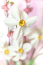Closeup of Poet`s Daffodil Narcissus poeticus flower. White narcissus Narcissus poeticus bouquet in glass. PheasantÃ¢â¬â¢s eye, Fin Royalty Free Stock Photo