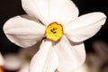 Closeup of Poet`s Daffodil Narcissus poeticus flower. White narcissus Narcissus poeticus bouquet in glass. PheasantÃ¢â¬â¢s eye, Fin Royalty Free Stock Photo