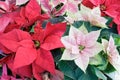 Closeup of poinsettia foliage.