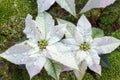 Closeup of poinsettia foliage.