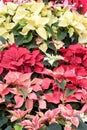 Closeup of poinsettia foliage. Royalty Free Stock Photo