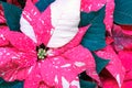 Closeup of poinsettia foliage.