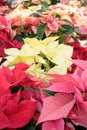 Closeup of poinsettia foliage