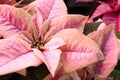 Closeup of poinsettia foliage