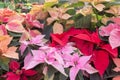 Closeup of poinsettia foliage. Royalty Free Stock Photo