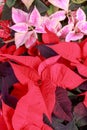 Closeup of poinsettia foliage. Royalty Free Stock Photo