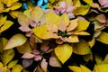 Holiday Poinsettia Flowers in Yellow