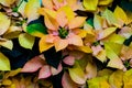 Holiday Poinsettia Flowers in Yellow