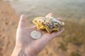 Closeup point of view image of white male hand holding 2 different seashells Royalty Free Stock Photo
