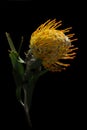 Closeup, pointy, leucospermum cordifolium, green, floral, petal, pincushion, fynbos, africa, flora, stem, spiky, protea, Royalty Free Stock Photo