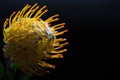 Closeup, pointy, leucospermum cordifolium, green, floral, petal, pincushion, fynbos, africa, flora, stem, spiky, protea, Royalty Free Stock Photo