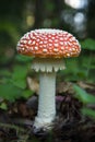 Closeup of a poisonous Amanita muscaria (Fly agaric) mushroom Royalty Free Stock Photo