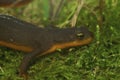 Closeup on a poisonous Californian Rough skinned newt, Taricha granulosa