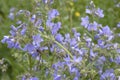 Polemonium caeruleum with light blue flowers