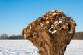 Closeup of a pollarded willow in a snowy landscape Royalty Free Stock Photo