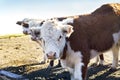 closeup of a Polled Hereford calf.