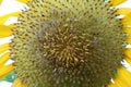 Closeup pollen of blooming sunflower, sunflowers are cultivated for their edible seeds. Royalty Free Stock Photo