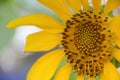 Closeup pollen of blooming sunflower, sunflowers are cultivated for their edible seeds.