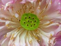 Closeup of Pollen and petals of blooming pink lotus; drops of water on green leaves; lotus seeds in dried calyx Royalty Free Stock Photo