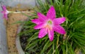 Closeup of pollen and petals of pink lily flower, nature photography, gardening background Royalty Free Stock Photo