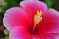 Closeup pollen pink chinese hibiscus flower