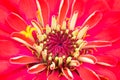 Closeup pollen of red flower,Zinnia