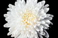 closeup a pollen of white chrysanthemum black isolated background