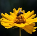 Closeup Of A Pollinating Bee On A Flower In A Garden