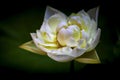 A closeup polyphyll white lotus flower in full blossom Royalty Free Stock Photo