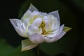 A closeup polyphyll white lotus flower in full blossom Royalty Free Stock Photo