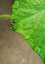 Closeup of a Polyrhachis dives standing on a green leaf covered in water droplets Royalty Free Stock Photo