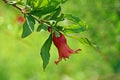 Pomegranate flower in green bokeh background