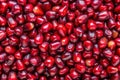 Closeup Pomegranate Seeds A Vibrant Burst of Ruby Red Arils a Juicy BirdsEye View Macro Photography