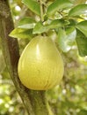 The closeup of pomelo fruit