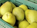 The closeup of pomelo fruit