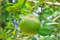 Closeup of Pomelo fruit on tree in garden