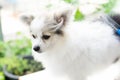 Closeup pomeranian dog brushing hair, selective focus