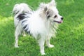 Closeup pomeranian dog flicking water after take a bath with sun light vintange tone, selective focus