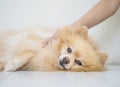 Closeup pomeranian dog lying with woman hand pat on body