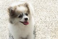 Closeup pomeranian sitting on concrete floor after playing in na